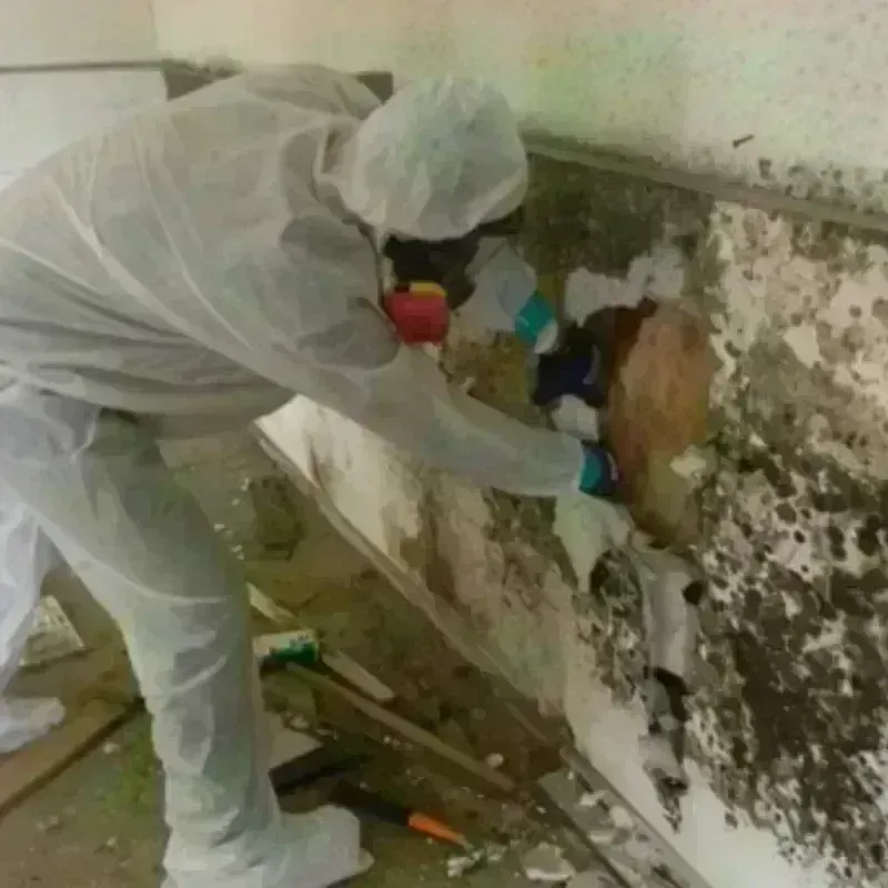 Mold Remediation and Removal in Johns Creek, GA